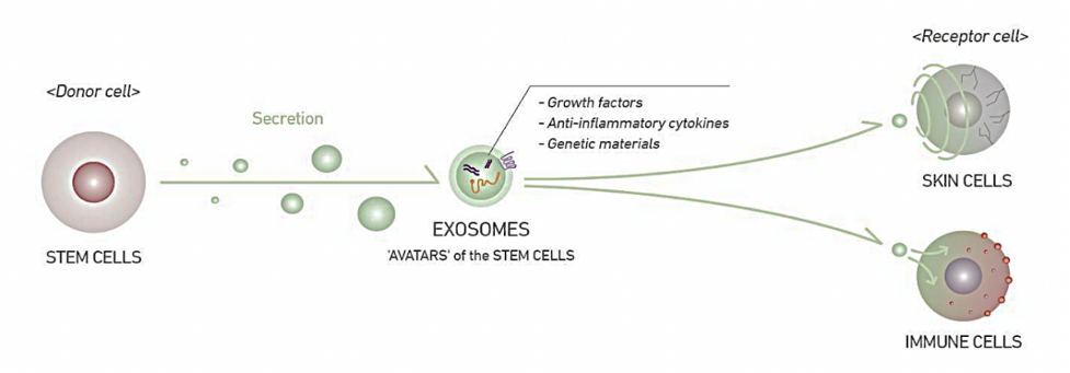 Exosomes Process